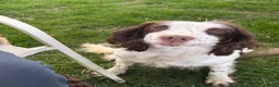 Sproodle dogs for sale: Beautiful little girl  Sproodles only 3 available  - Advert 13