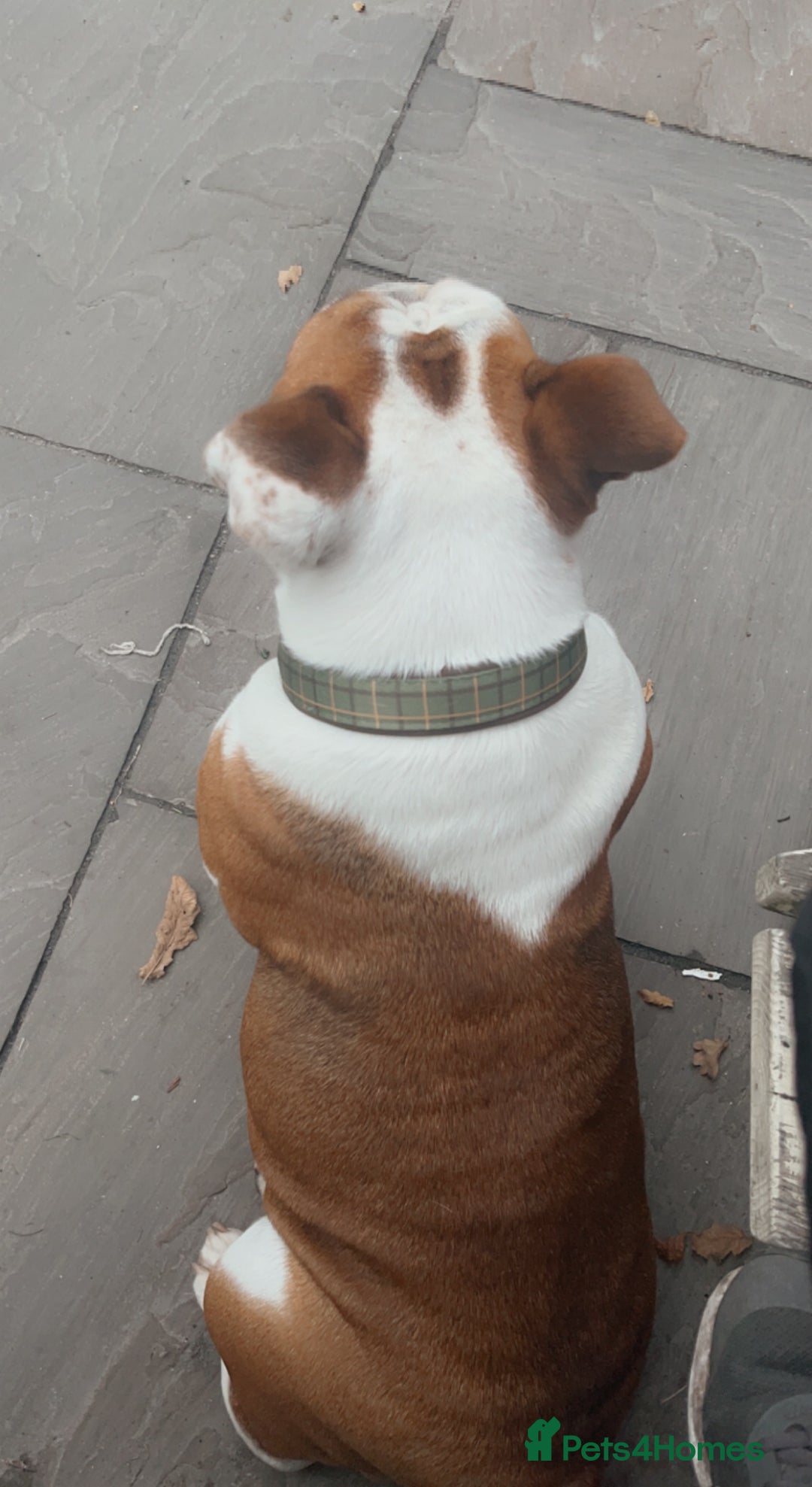 English Bulldog dogs for sale: British bull dog  - Advert 4