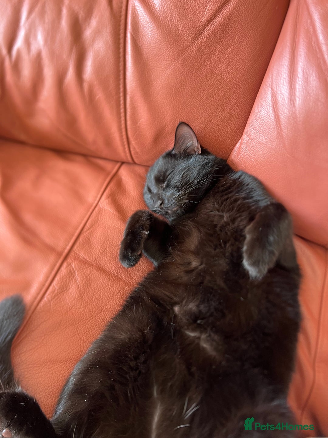 Domestic Shorthair cats for sale: Free Rehome 10 cats - Advert 13