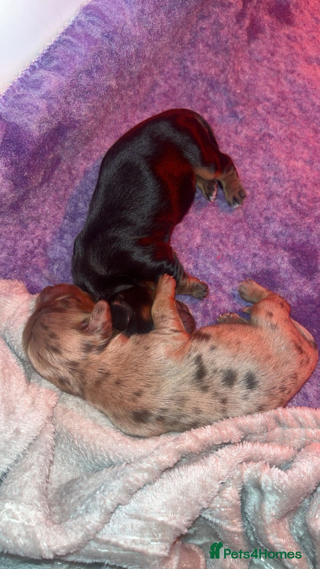 Miniature Dachshund dogs for sale: KC Reg Long-Haired Miniature Dachshund Puppies  - Advert 15