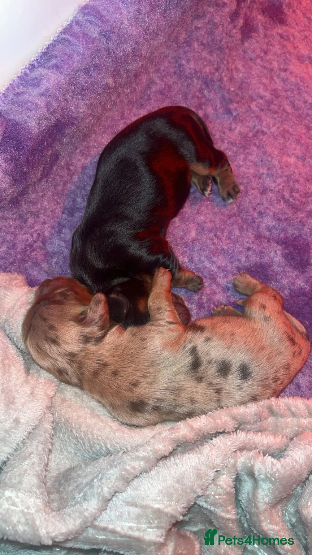 Miniature Dachshund dogs for sale: KC Reg Long-Haired Miniature Dachshund Puppies  - Advert 16