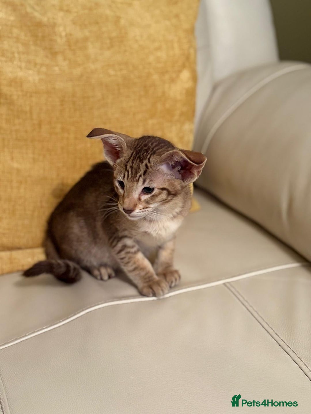 Oriental cats for sale: GCCF Oriental Kittens  - Advert 2