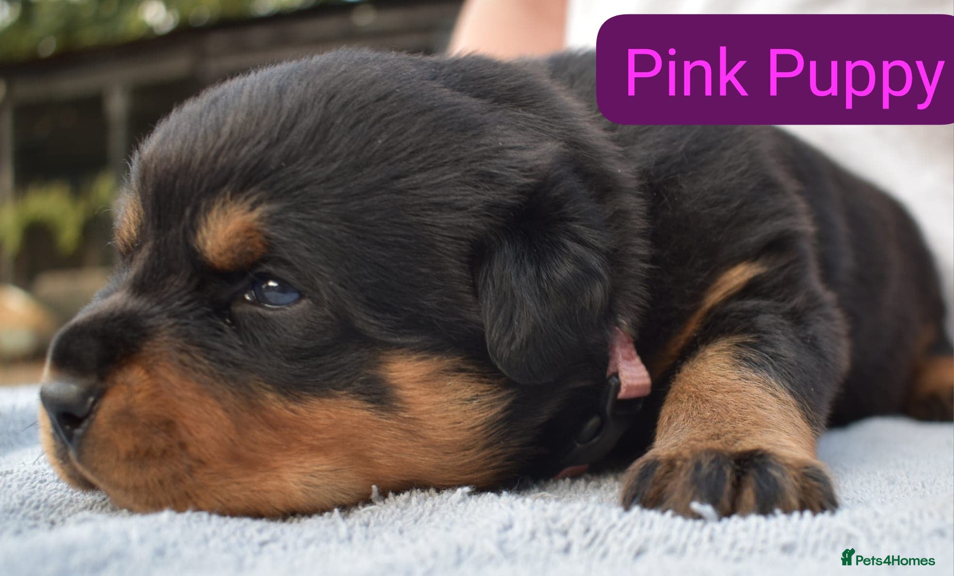 Rottweiler dogs KC registered Health Tested Puppies  - Advert 1