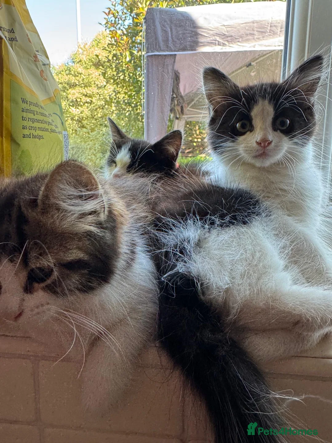 Mixed Breed cats for sale: ❤️Adorable fluffy kittens are available ❤️ - Advert 2