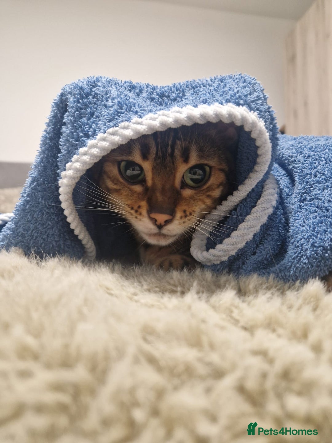 Bengal cats for sale: ✨Full Breed Bengal girl✨ - Image 7