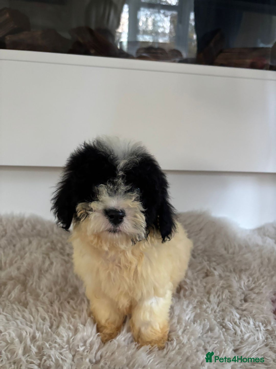 Cavachon dogs for sale: Little of cavachon pups for sale  - Advert 6
