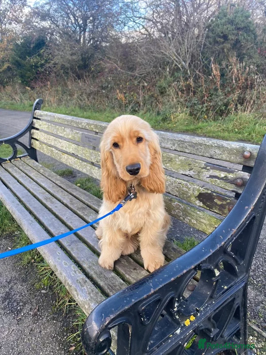 Cocker Spaniel dogs for stud: 🧡🧡 KC REG Stud Orange Roan Show Cocker Spaniel in Northallerton - Advert 23