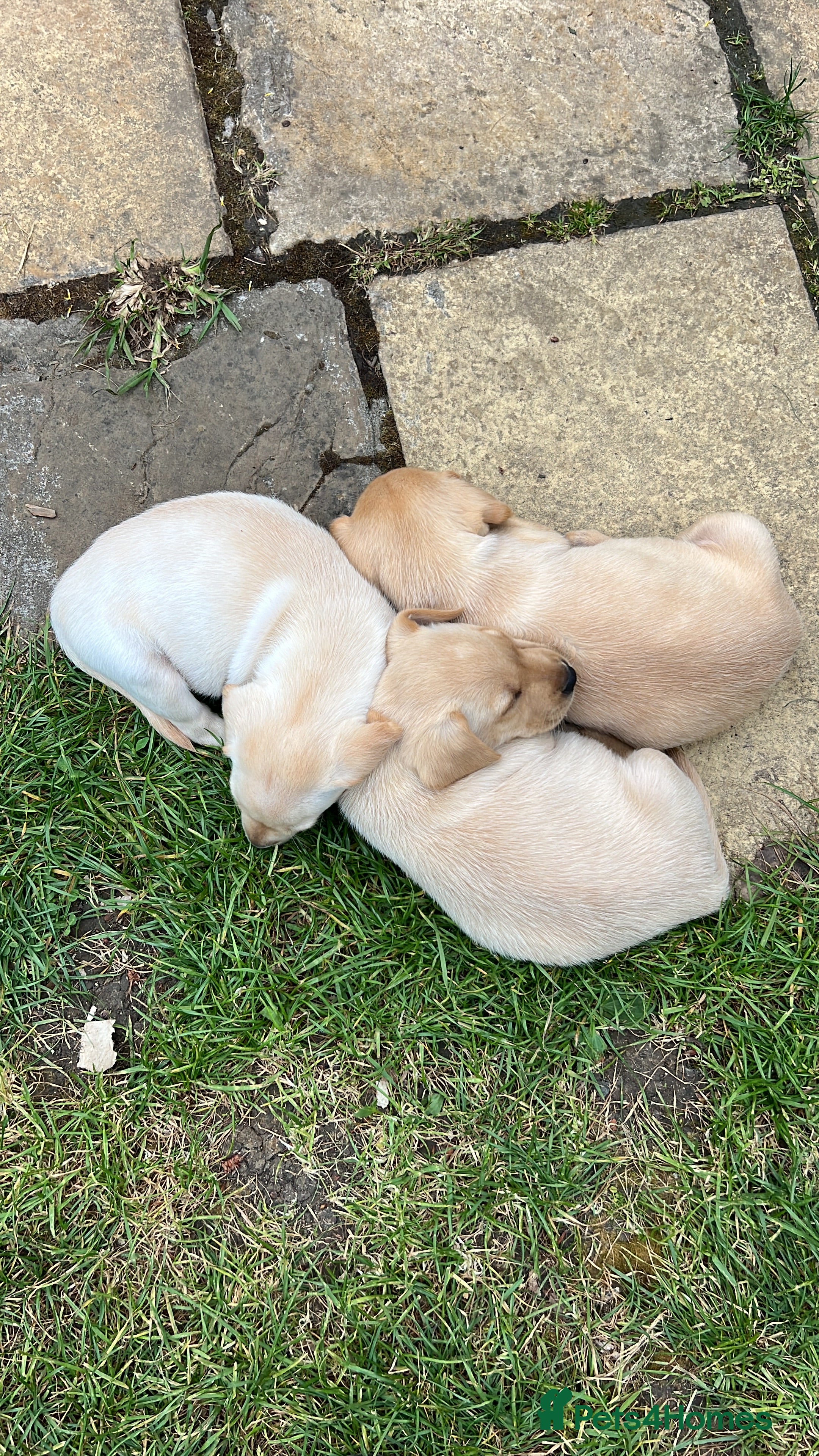 Labrador Retriever dogs Kc registered yellow lab puppies  - Advert 2