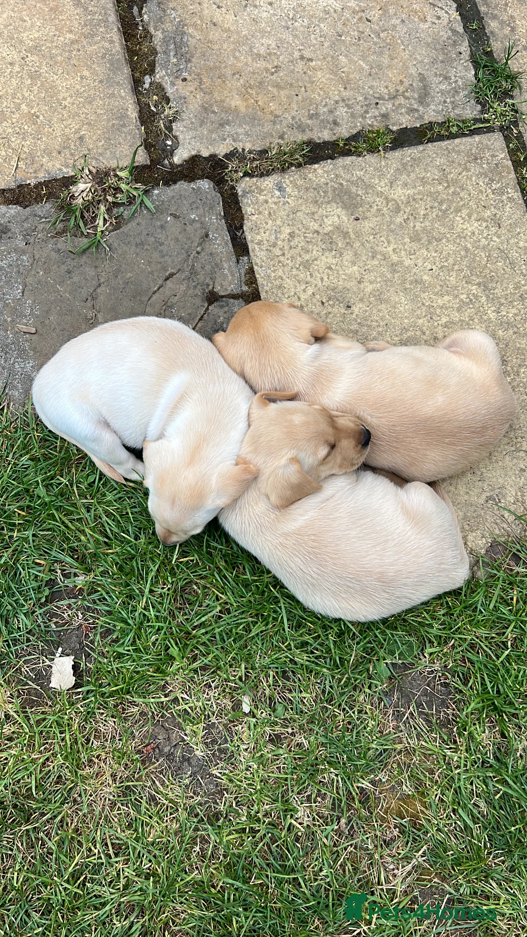 Labrador Retriever dogs for sale: Kc registered yellow lab puppies  - Advert 2