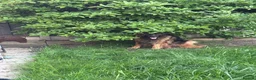 German Shepherd dogs for sale: Big,beautiful,wolf eyes puppies  - Advert 7