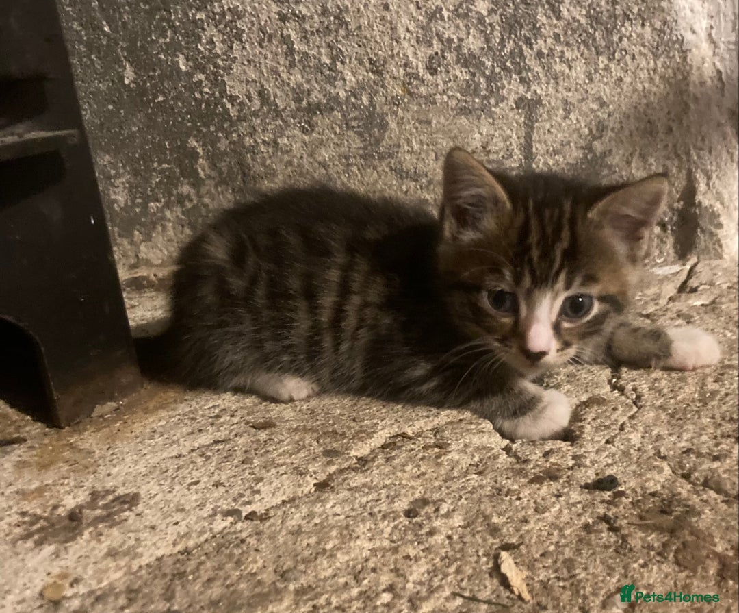 Ragdoll cats for sale: GORGEOUS Ragdoll X kittens  - Advert 8