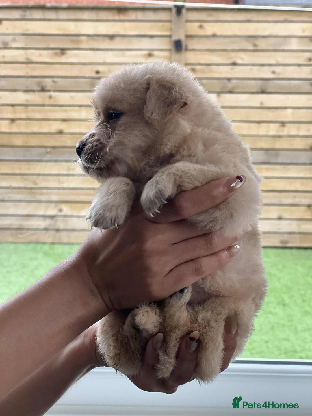 Golden Retriever dogs for sale: Golden Retriever Puppies. Health tested parents. - Image 16