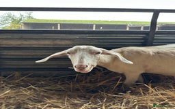 Goats livestock for sale: Saanen and Boer nanny’s  - Advert 4