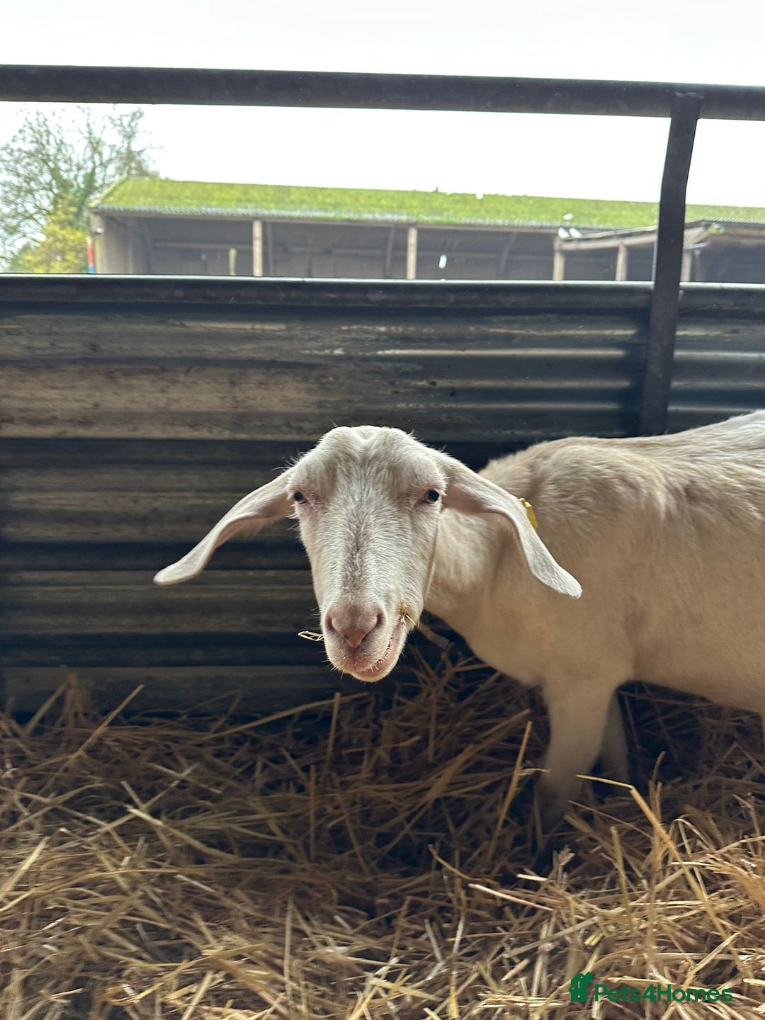 Goats livestock for sale: Saanen and Boer nanny’s  - Advert 4