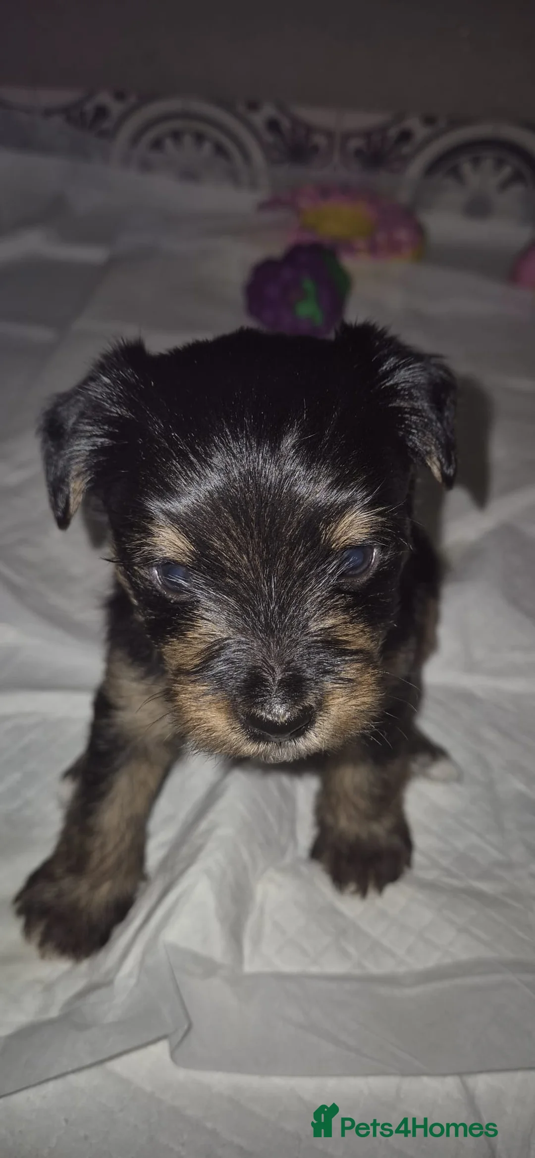 Mixed Breed dogs for sale: Yorkshire terrier mix brider - Advert 5