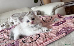 Ragdoll cats for sale: Ragdoll kittens - Image 17