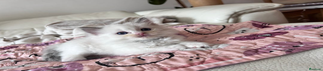 Ragdoll Kitten 5