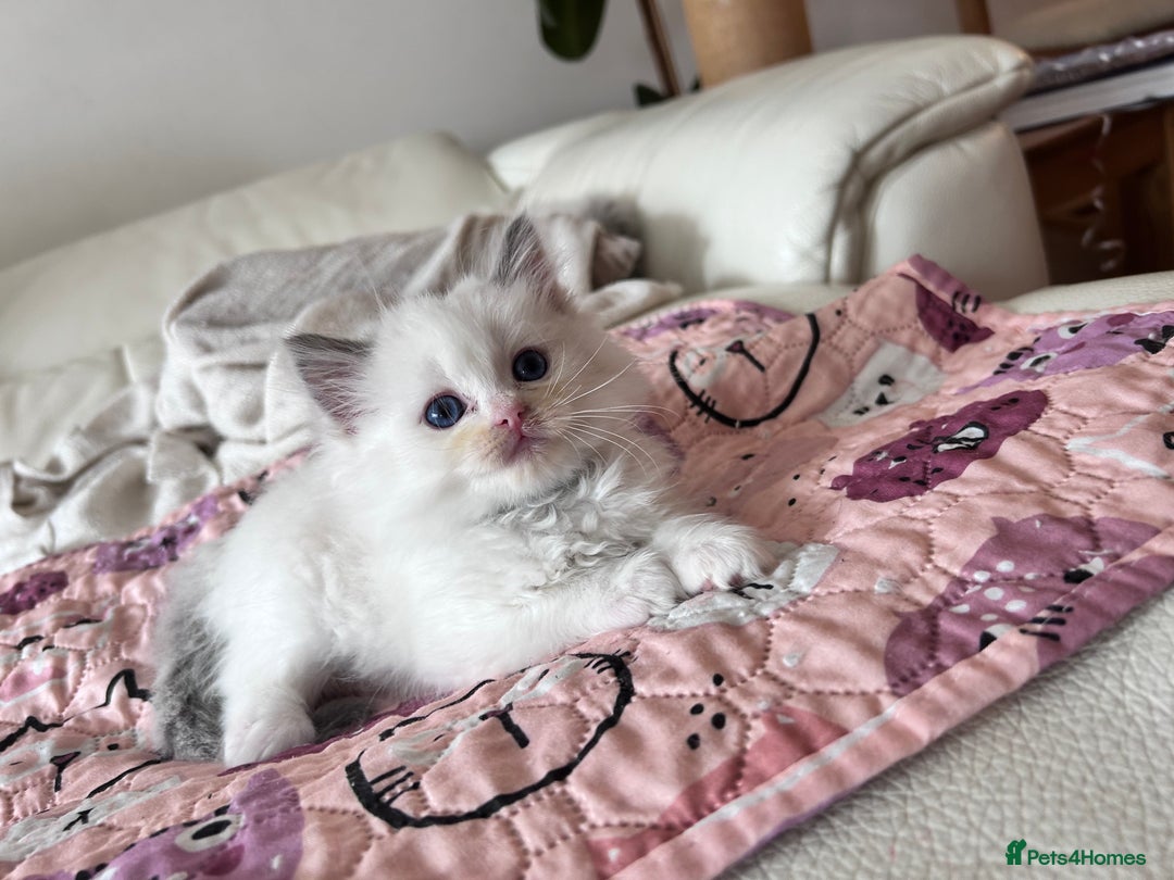 Ragdoll cats for sale: Ragdoll kittens - Image 17
