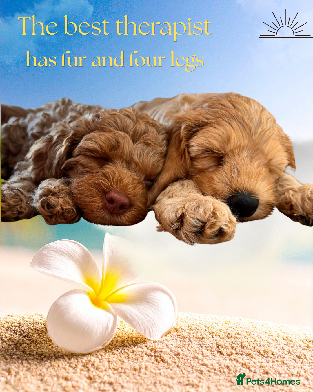 Australian Labradoodle dogs Last minute cancellation💙♥️Australian labradoodle - Advert 17