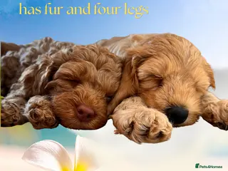 Australian Labradoodle dogs Last minute cancellation💙♥️Australian labradoodle - Advert 17
