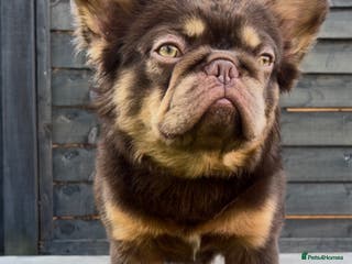 French Bulldog dogs Fluffy french bulldog for sale - Advert 4