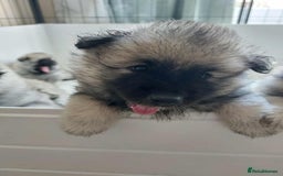Keeshond dogs for sale: Stunning male Keeshond Puppy ready to go - Image 26