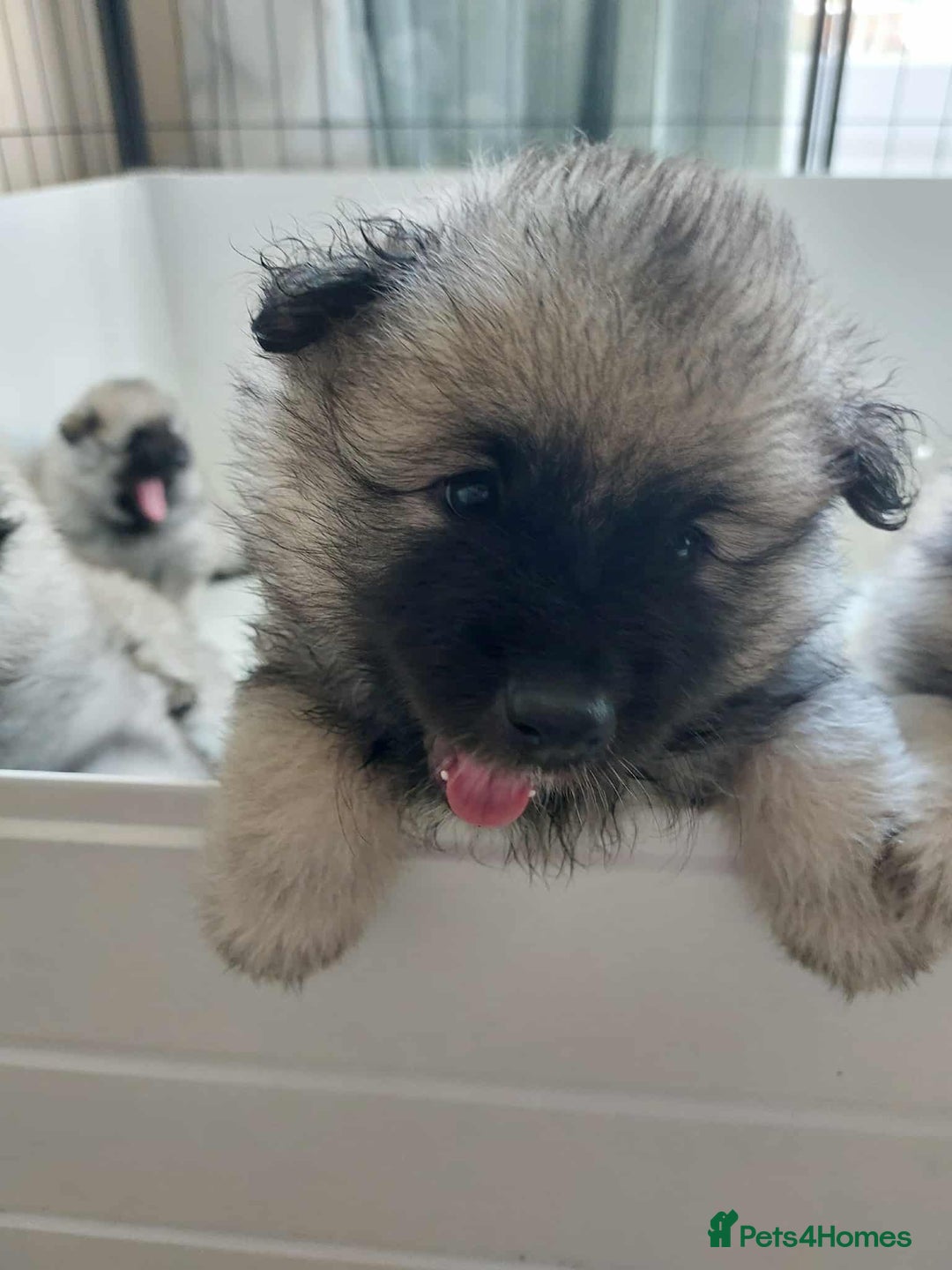 Keeshond dogs for sale: Stunning male Keeshond Puppy ready to go - Image 26
