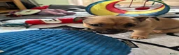 Mixed Breed dogs for sale: 2 Beautiful girls  - Advert 15