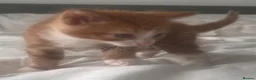 Mixed Breed cats for sale: 2male, 2 female kittens - Advert 12