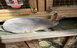 Rex rabbits for sale: Full bred Rex rabbit  - Advert 3