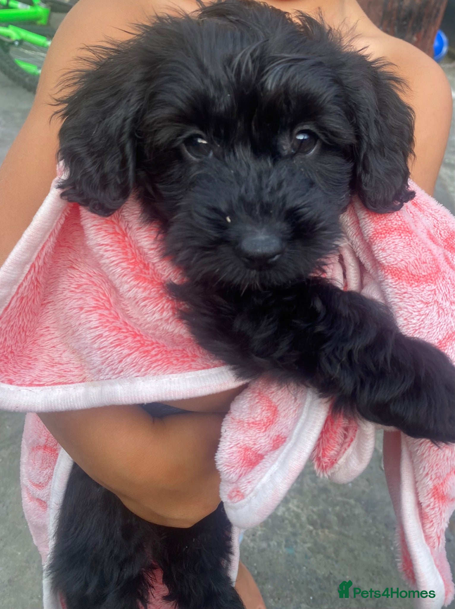 Toy Poodle dogs Black miniature poodle  - Advert 2