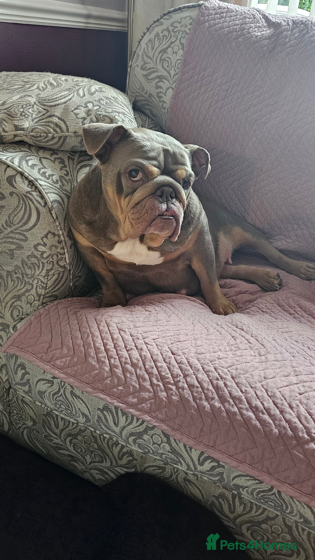 English Bulldog dogs for sale:  English Bulldogs - Advert 1