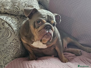 English Bulldog dogs English Bulldogs - Advert 1