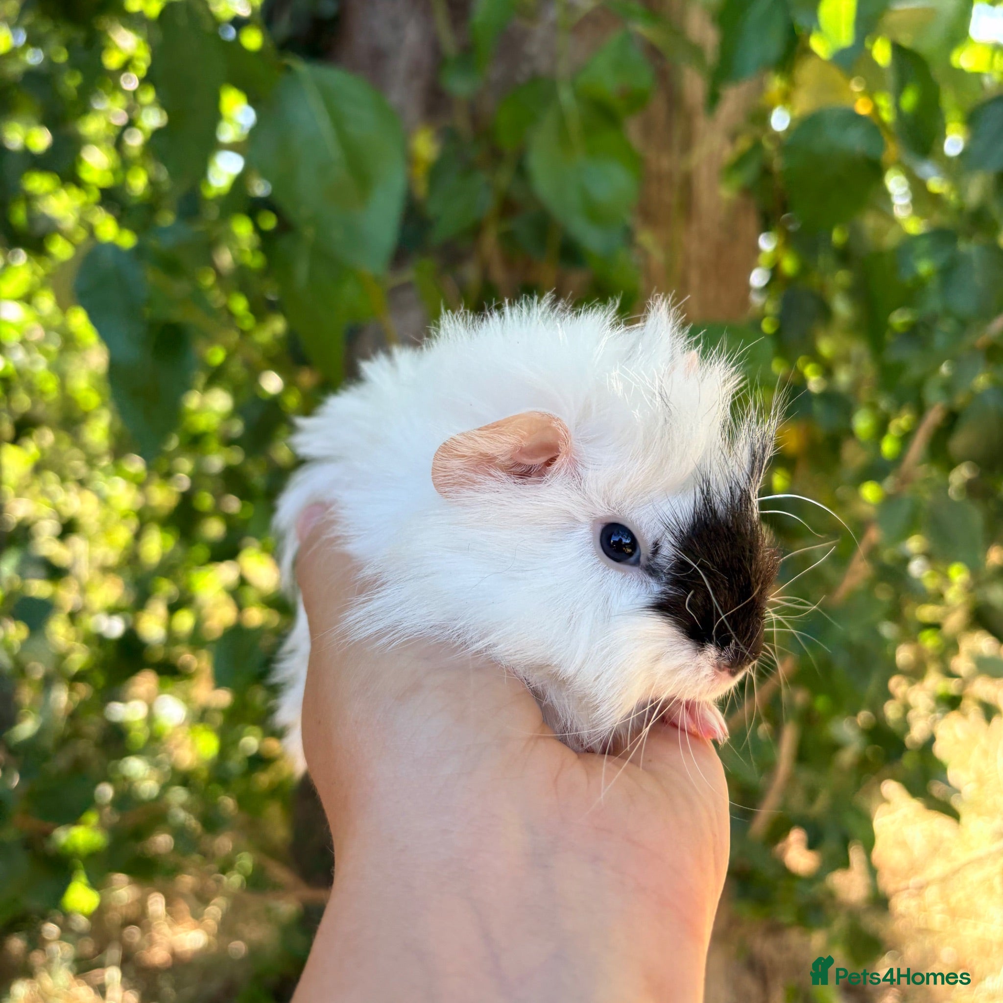 Guinea Pig rodents LOTS !!! very loving baby boy guinea pigs 🩵 - Advert 1