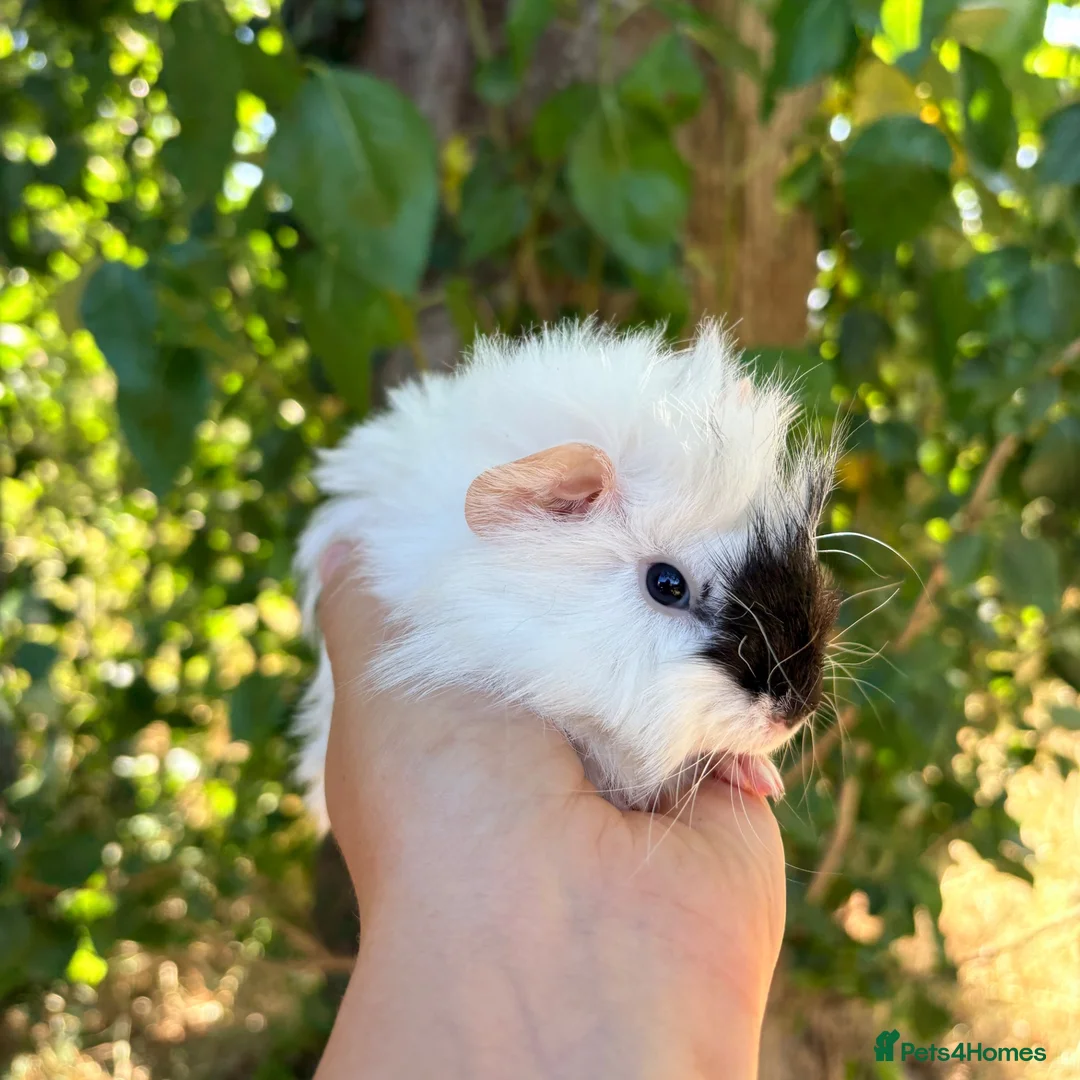 Guinea Pig rodents for sale: LOTS !!! very loving baby boy guinea pigs 🩵 - Advert 1