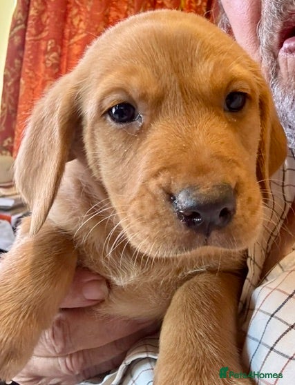 Labrador Retriever dogs Yellow Labrador Pups Dogs and Bitches - Advert 1