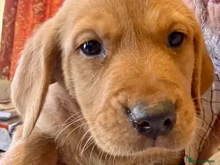 Labrador Retriever dogs Yellow Labrador Pups Dogs and Bitches - Advert 1