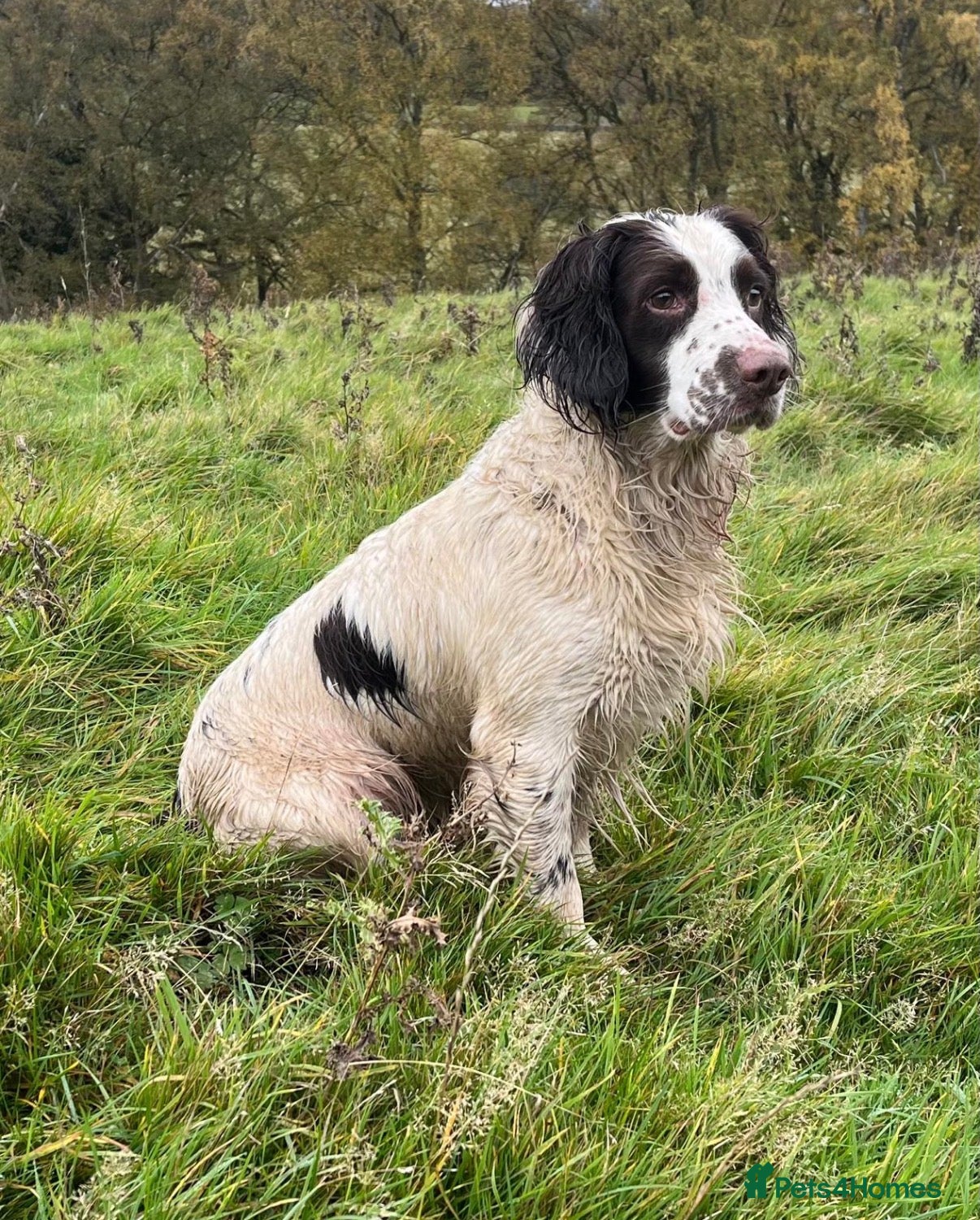 English Springer Spaniel dogs for sale: Kc registered English springer spaniel puppies  in Ryton - Advert 15