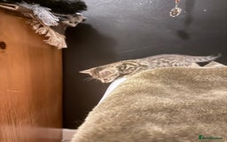 Bengal cats for sale: Cute bengal kittens for sale  - Image 10