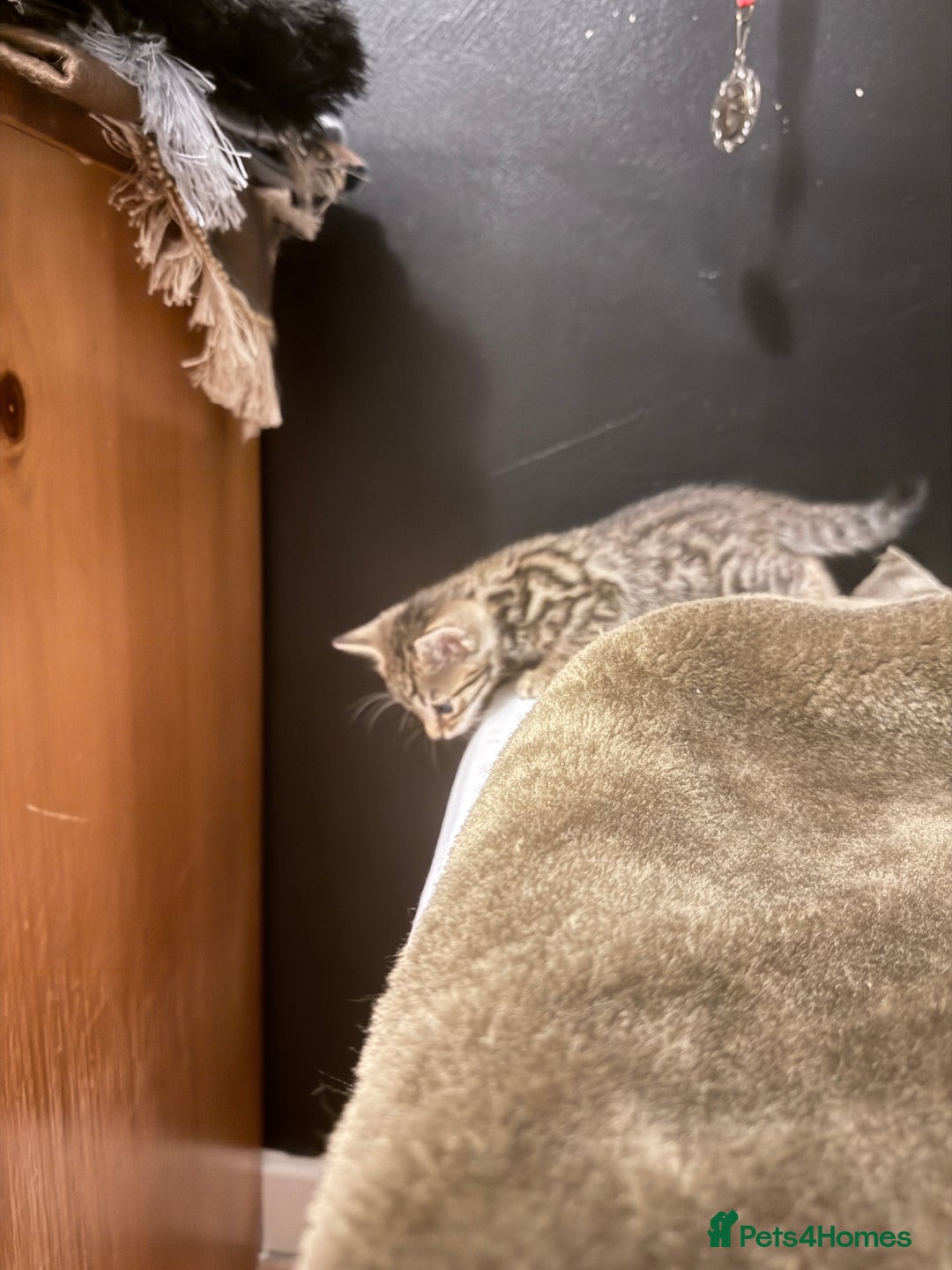 Bengal cats for sale: Cute bengal kittens for sale  - Image 10