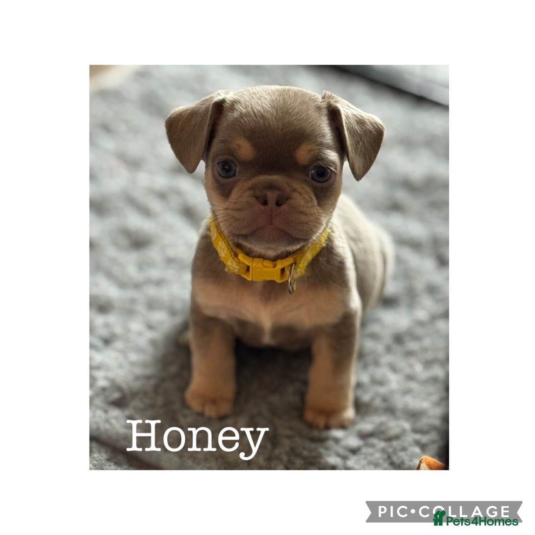 Frug dogs for sale: Frug puppies *only 2 left!* 🩵 - Image 7