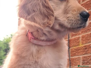 Golden Retriever dogs Golden Retriever puppies - Advert 11