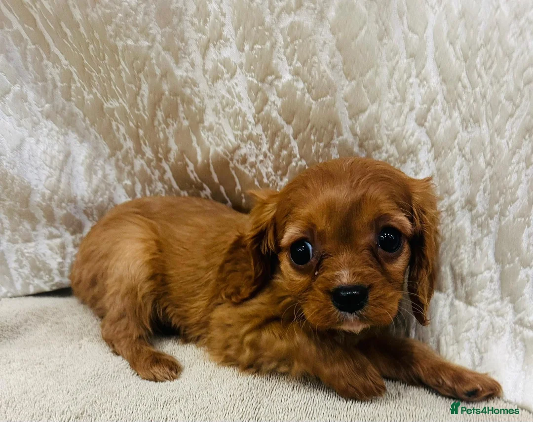 Cavalier King Charles Spaniel dogs for sale: Cavalier King Charles  in Deal - Advert 10