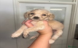 Cocker Spaniel dogs for sale: Stunning litter of working cocker spaniel puppies  - Image 6