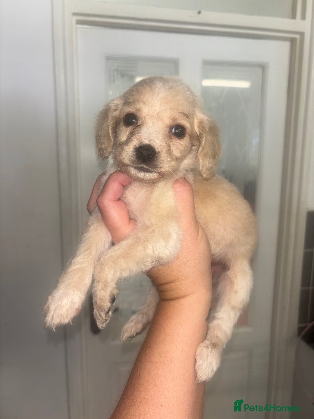 Cocker Spaniel dogs for sale: Stunning litter of working cocker spaniel puppies  - Image 6