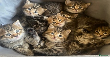 Bengal cats - Advert 2