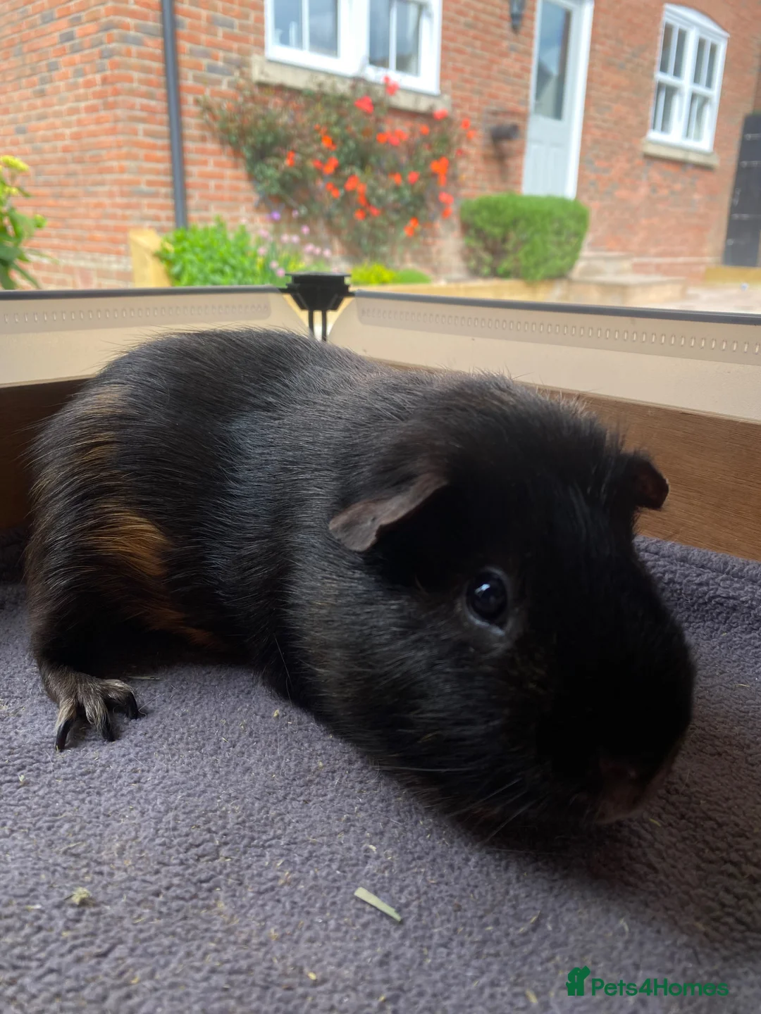 Guinea Pig rodents for sale: 4yr old boar  in York - Advert 1