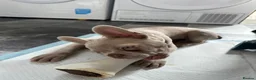 French Bulldog dogs for sale: KC Reg French Bulldog for sale in Saint Helens - Advert 2