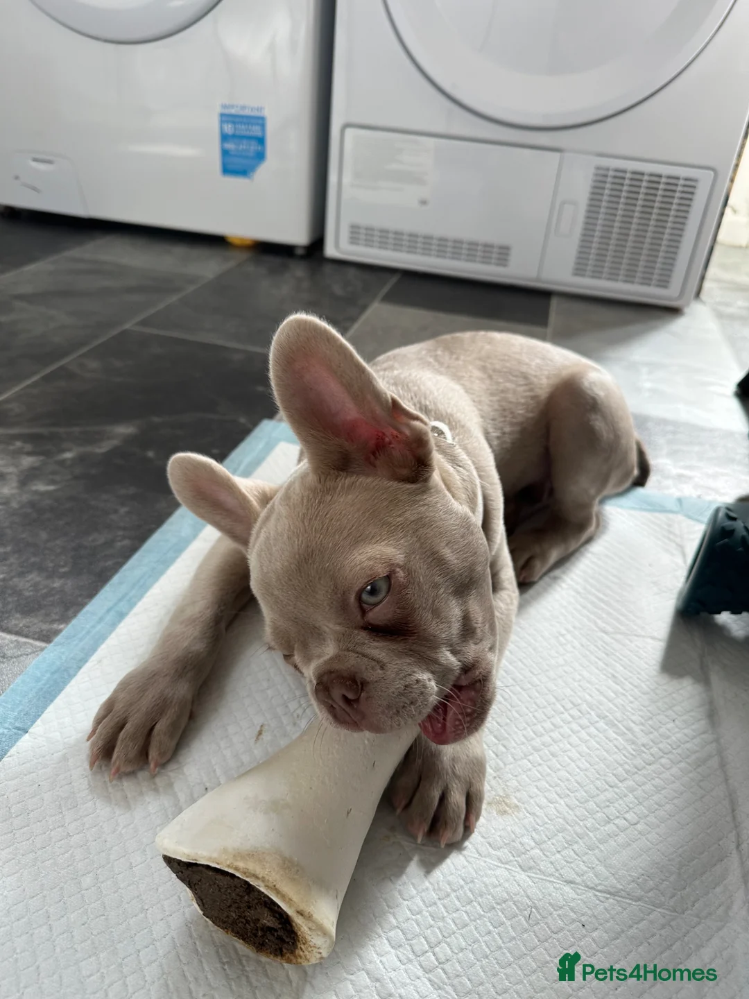 French Bulldog dogs for sale: KC Reg French Bulldog for sale in Saint Helens - Advert 2