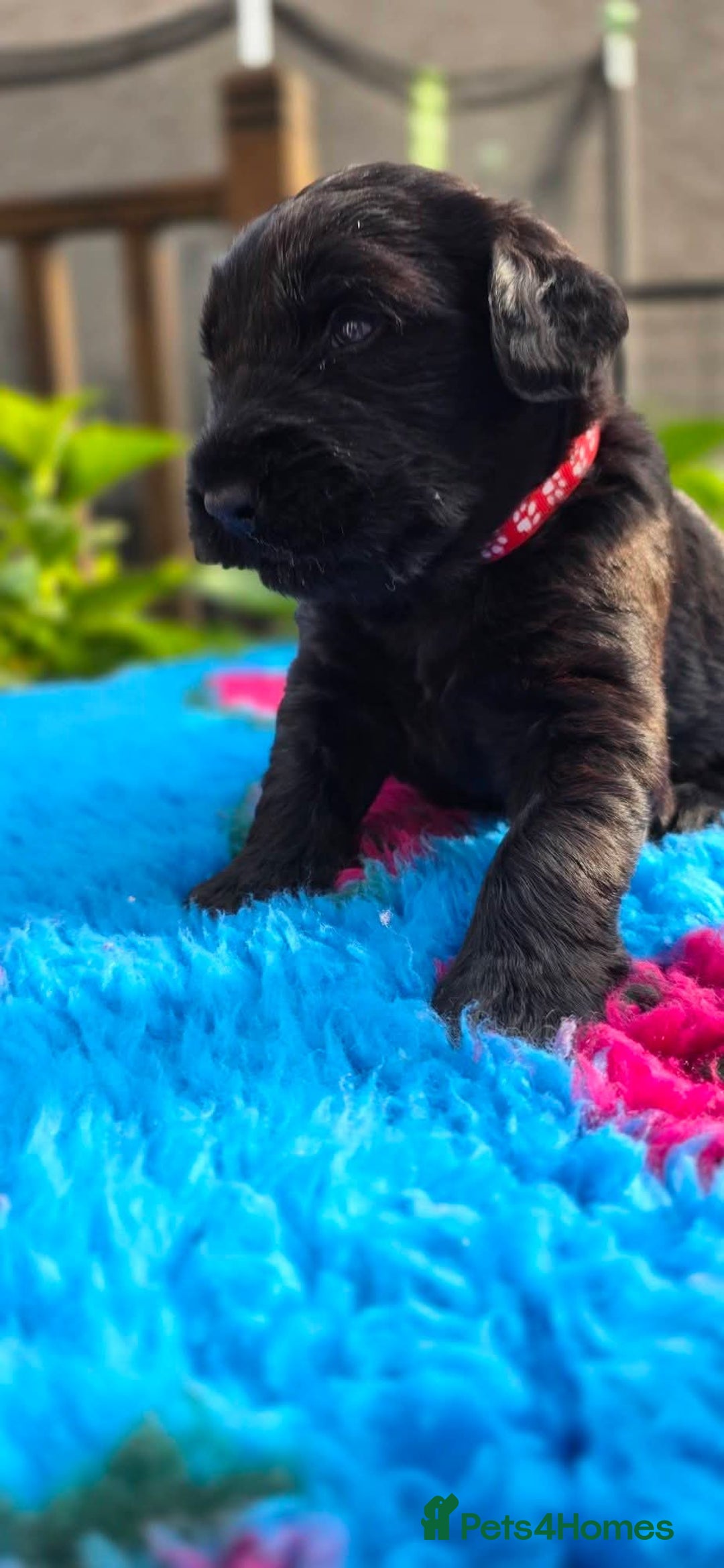 Russian Black Terrier dogs for sale: Russian Black Terrier  - Image 15